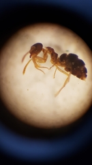 Prolasius advena