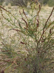 Stillingia linearifolia