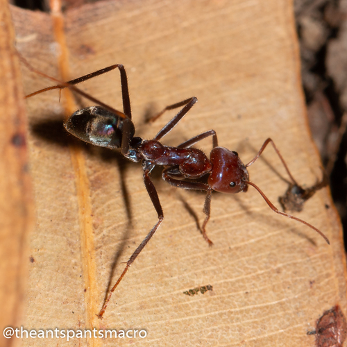 (c) Mark Ayers, some rights reserved (CC BY-NC), uploaded by Mark Ayers