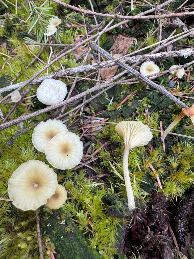 Lichenomphalia ericetorum · April 2026 · photo: © dpcmiller (iNaturalist, cc-by)