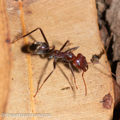 Southern Meat Ant