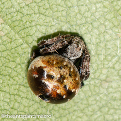 Araneus rotundulus