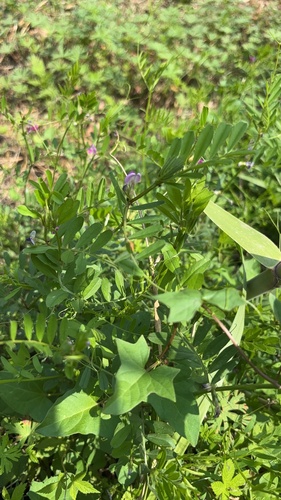 Common Vetch