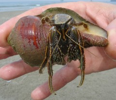 Clibanarius infraspinatus