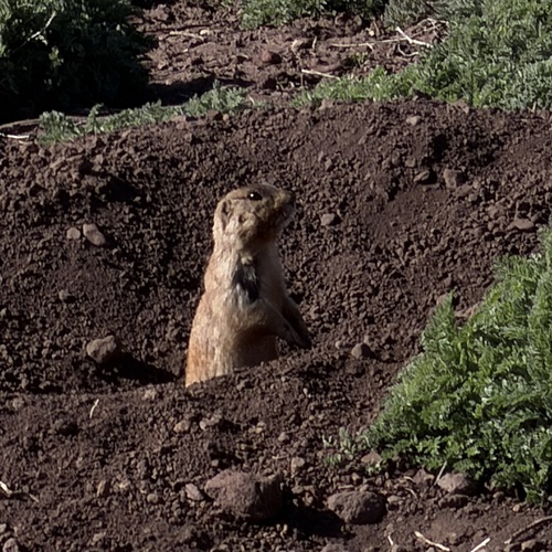 Gunnison's Prairie Dog observed by srrgr16