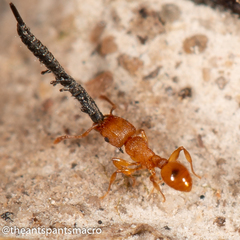 Tetramorium simillimum