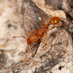 Tetramorium simillimum