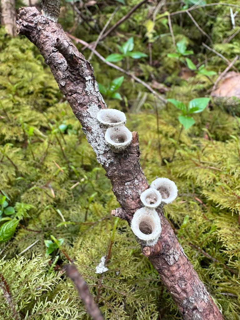 Nidula candida · April 2026 · photo: © dpcmiller (iNaturalist, cc-by)