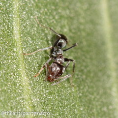 Iridomyrmex rufoniger