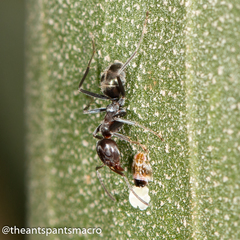 Iridomyrmex rufoniger