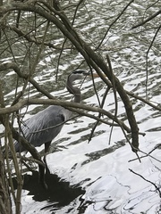 Ardea herodias