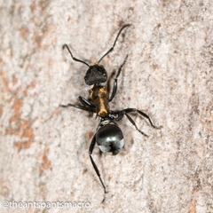 Polyrhachis ornata