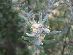 Olearia axillaris