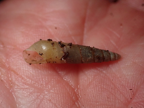 Stenogyra terebraster