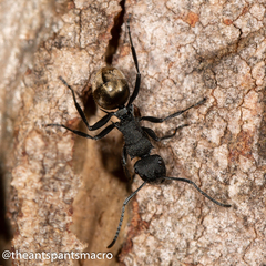 Polyrhachis erato