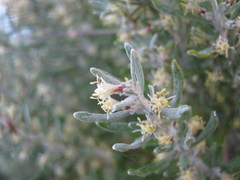 Olearia axillaris