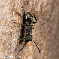 Polyrhachis erato