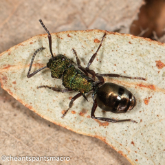 Polyrhachis hookeri