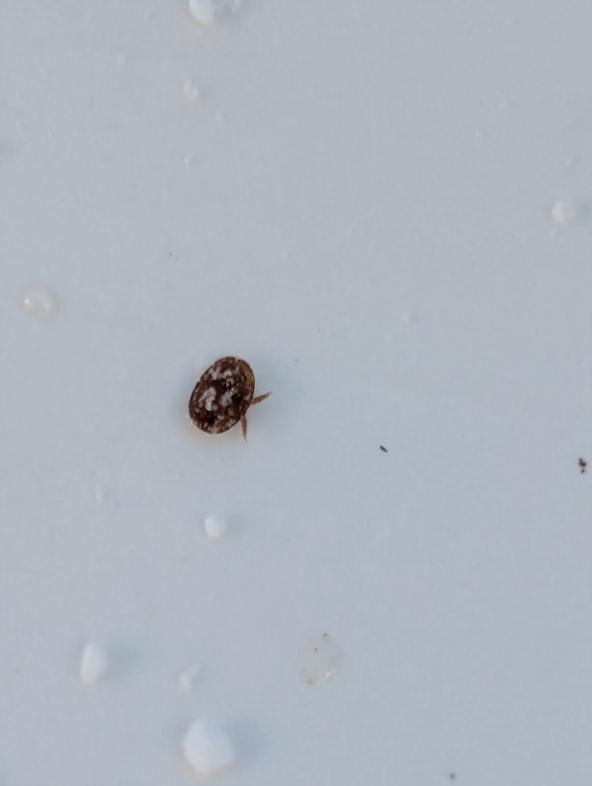 Varroa destructor Anderson & Trueman, 2000