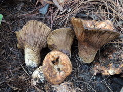Hypomyces macrosporus