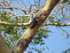 Dendrocopos analis