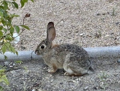 Desert Cottontail observed by christinec22