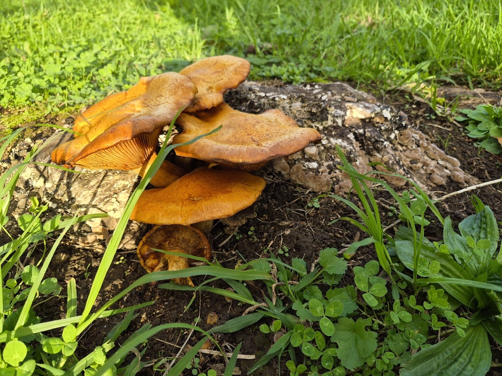 Gymnopilus junonius · April 2026 · photo: © prosperosity (iNaturalist, cc-by)