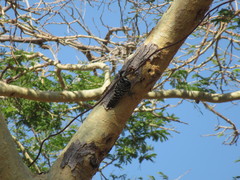 Dendrocopos analis
