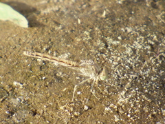 Brachythemis impartita