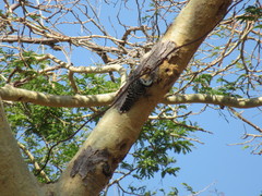 Dendrocopos analis