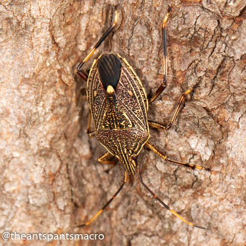 Gum Tree Shield Bug