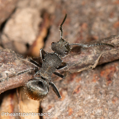 Polyrhachis vermiculosa