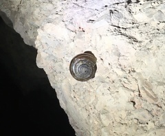 Helminthoglypta benitoensis