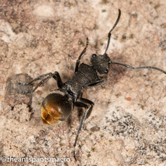 Polyrhachis vermiculosa
