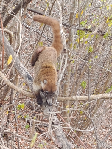 Coatí observed by miguel-gr