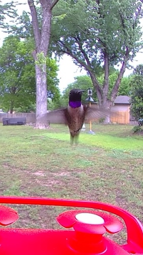 Black-chinned Hummingbird observed by aunshula