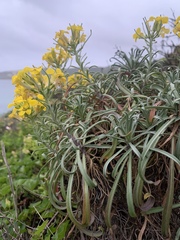 Erysimum insulare