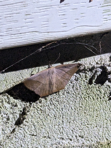 Large Maple Spanworm Moth