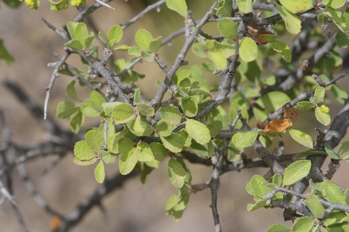 Prunus havardii, photograph 5