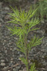 Artemisia vulgaris kamtschatica