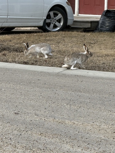 White-tailed Jackrabbit observed by cindyleedanylukboisvert