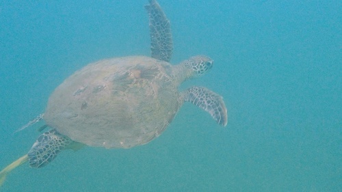 Tortue verte observed by cathyly