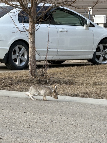 White-tailed Jackrabbit observed by cindyleedanylukboisvert