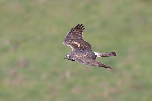 Northern Harrier observed by rjadams55