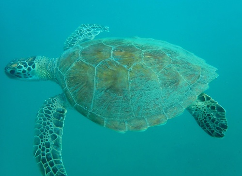 Tortue verte observed by cathyly