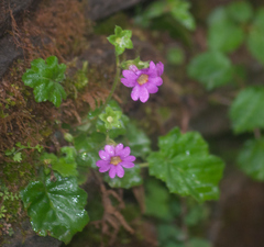 Primula listeri