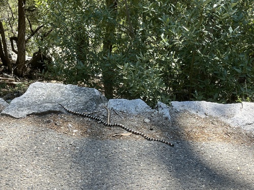 iNaturalist observation photo of California Mountain Kingsnake