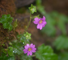 Primula listeri