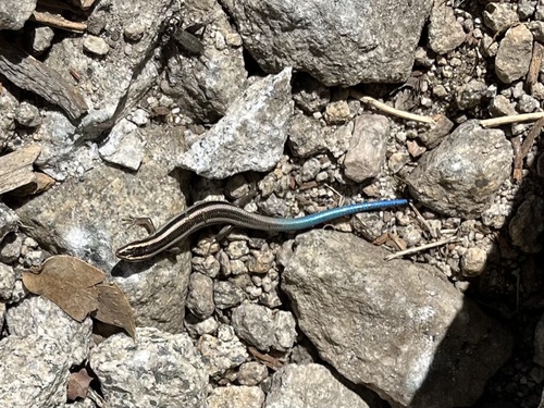 iNaturalist observation photo of Gilbert's Skink