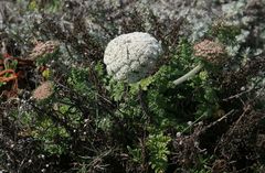 Daucus carota halophilus